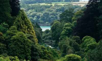 Floresta - Crédito da Foto: Divulgação